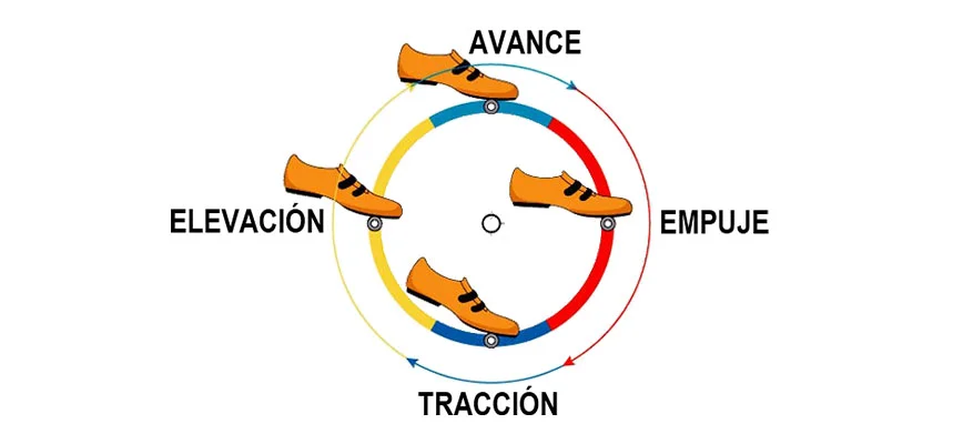 fases-del-pedaleo